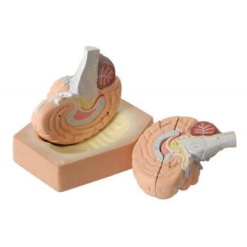 Human Brain Model (4 Parts)