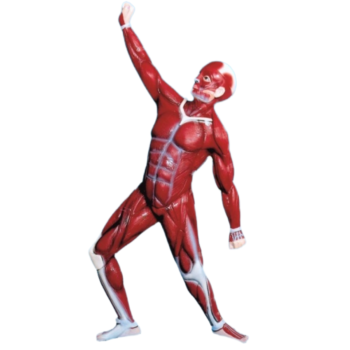 Human Muscular System Model