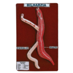 Bilharzia (Male & Female)