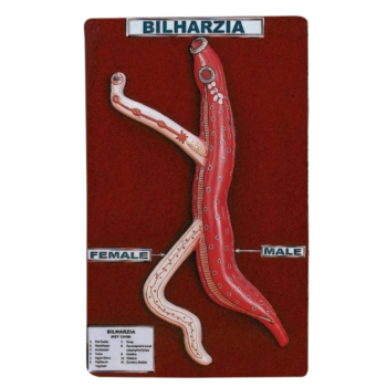 Bilharzia (Male & Female)