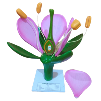 TYPICAL DICOT FLOWER MODEL