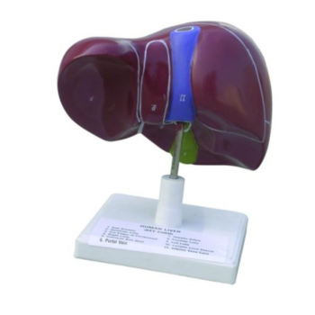 Human Liver with Gallbladder on Stand