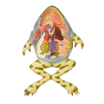 Frog Dissection Model