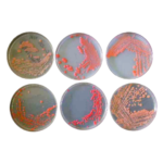 Yeast cultures